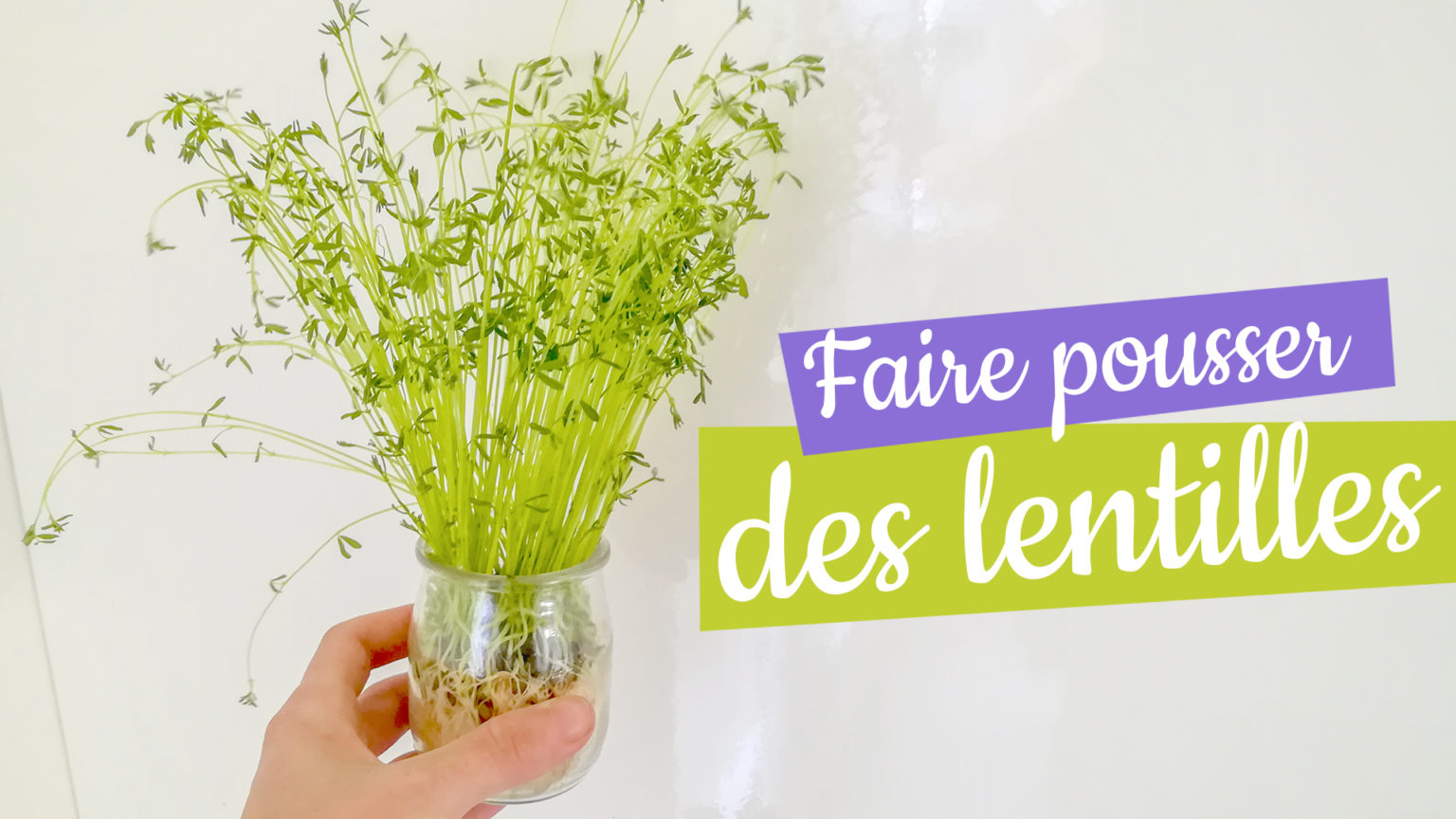 Faire pousser des lentilles - ManzaBull'