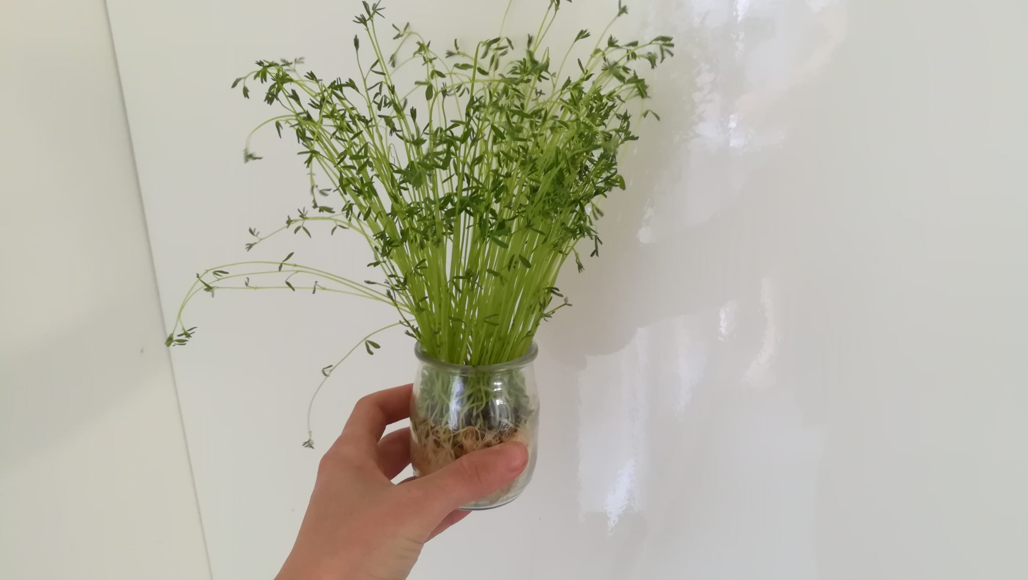 Comment faire pousser des graines de lentilles ?