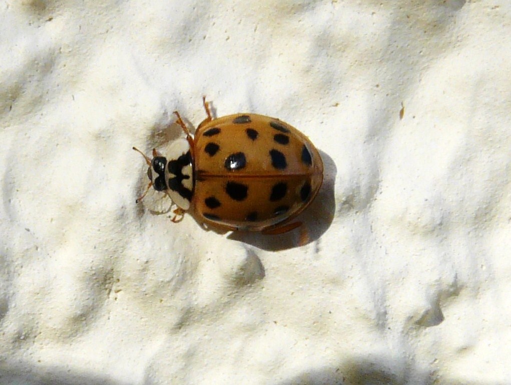 coccinelles