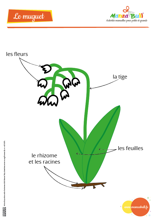 fiche anatomie muguet