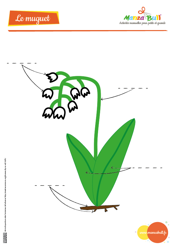 fiche anatomie muguet a remplir