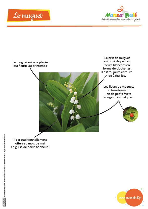 fiche info muguet