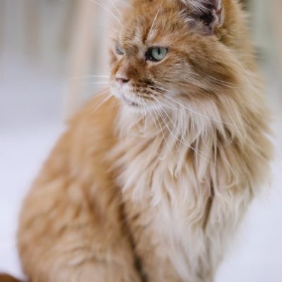 le maine coon