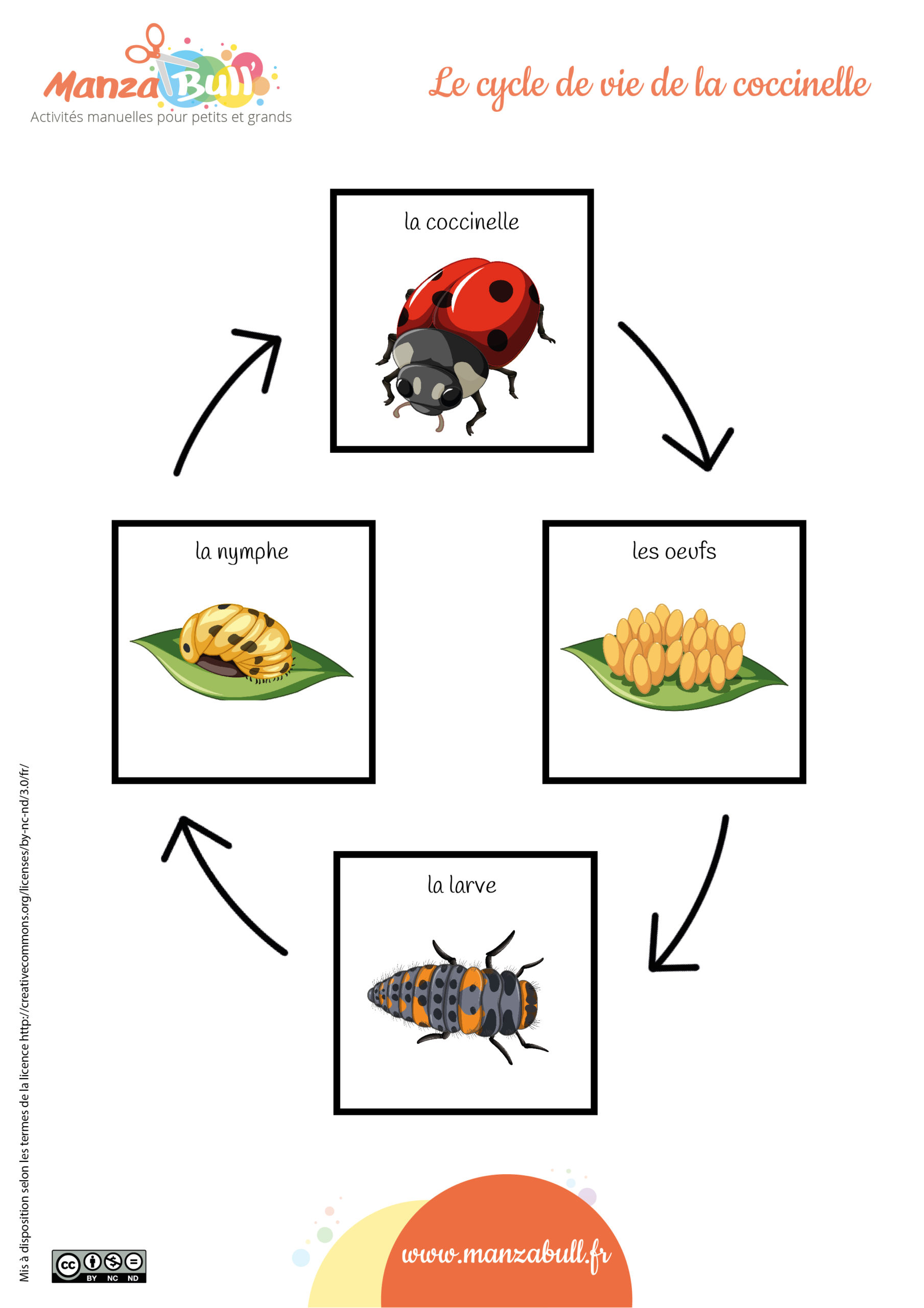 Le cycle de vie des coccinelles