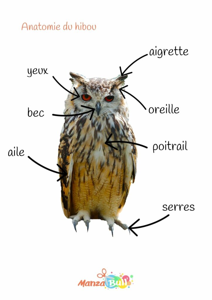 fiche anatomie du hibou à imprimer