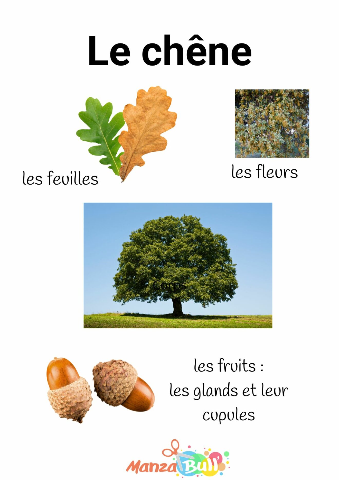 Fiches pédagogiques sur le chêne ManzaBull