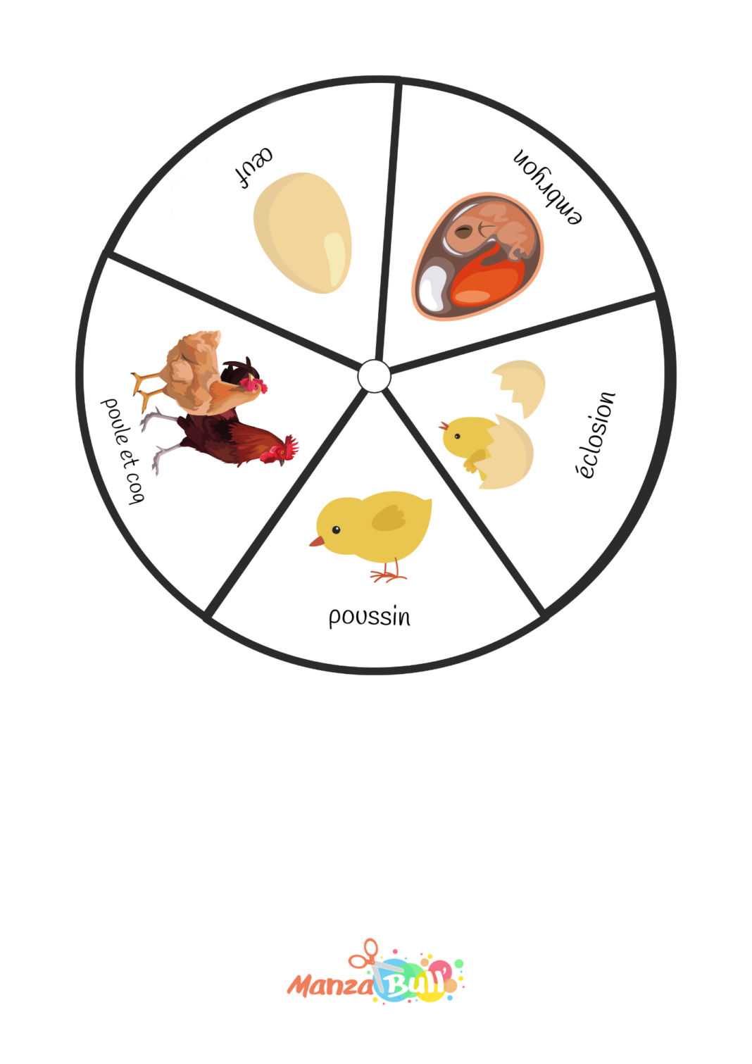 Le cycle de vie de la poule ManzaBull