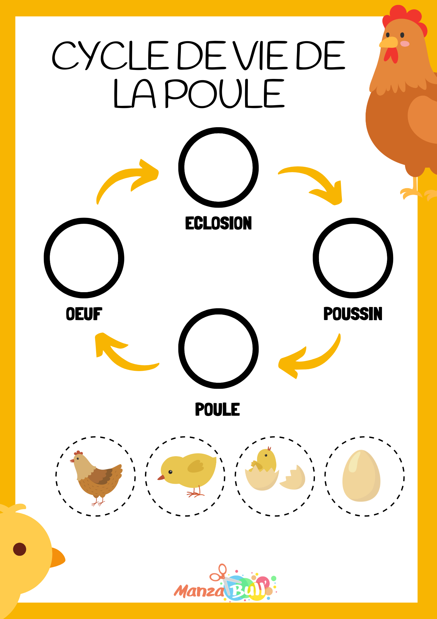 Le cycle de vie de la poule ManzaBull