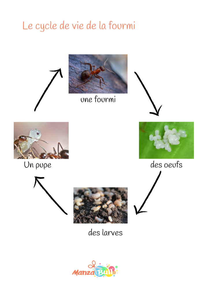 Atelier sur le thème des fourmis ManzaBull' — free download