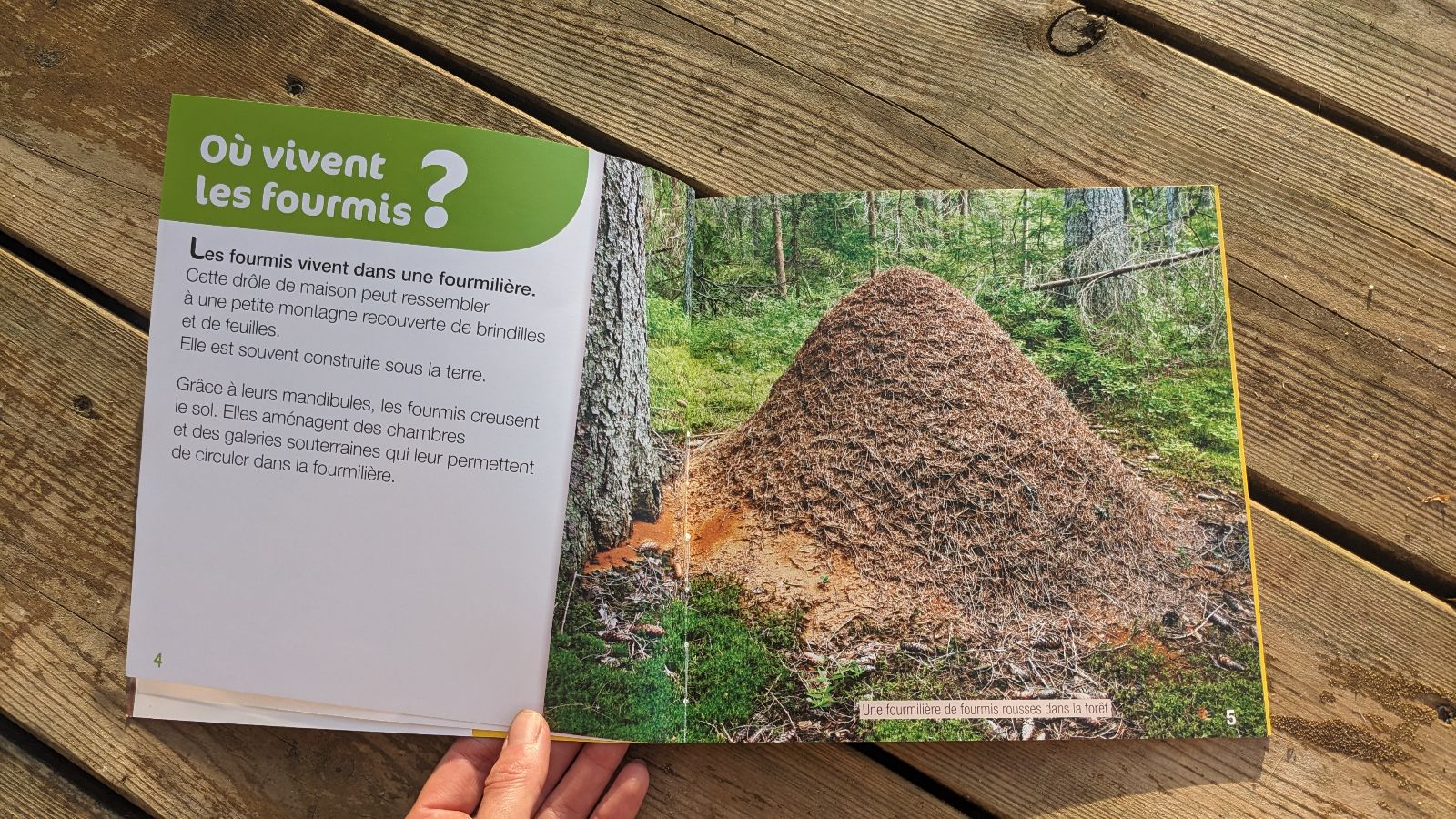 Atelier sur le thème des fourmis - ManzaBull'