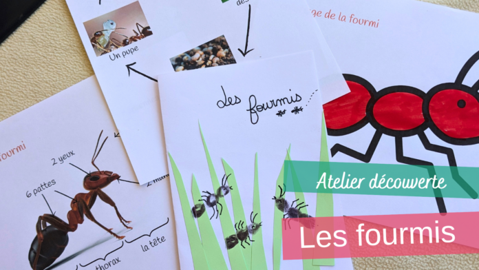 Fourmis Créatives Pages De Garde à Colorier Atelier sur le thème des fourmis - ManzaBull'