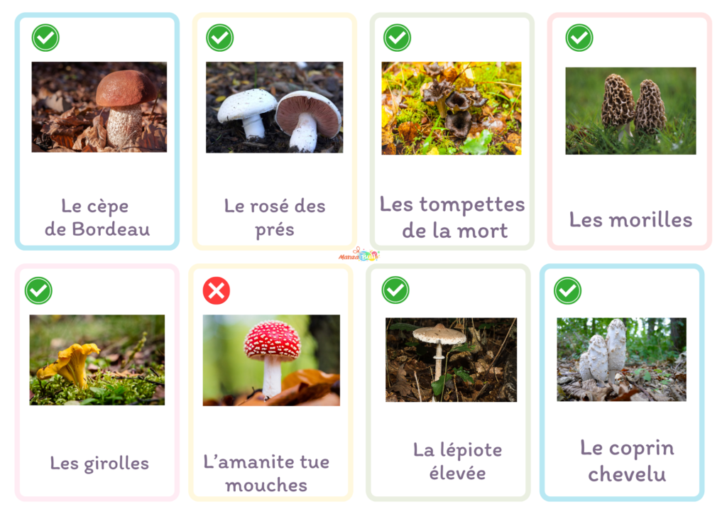 imagier champignons gratuit à imprimer