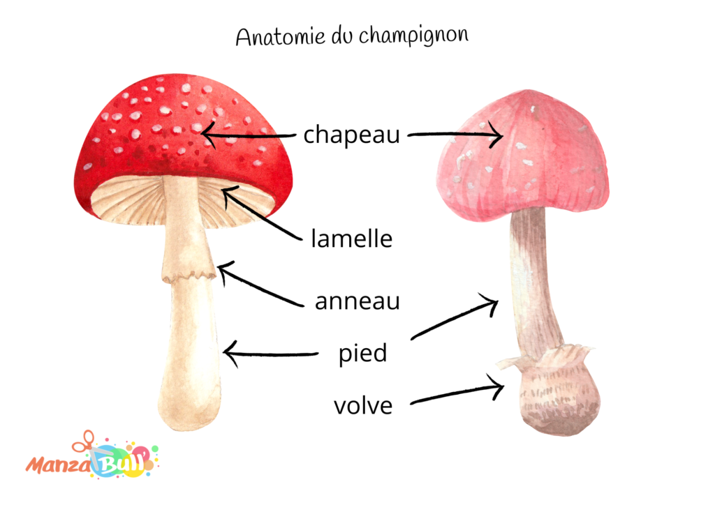 fiche pédagogique anatomie du champignon