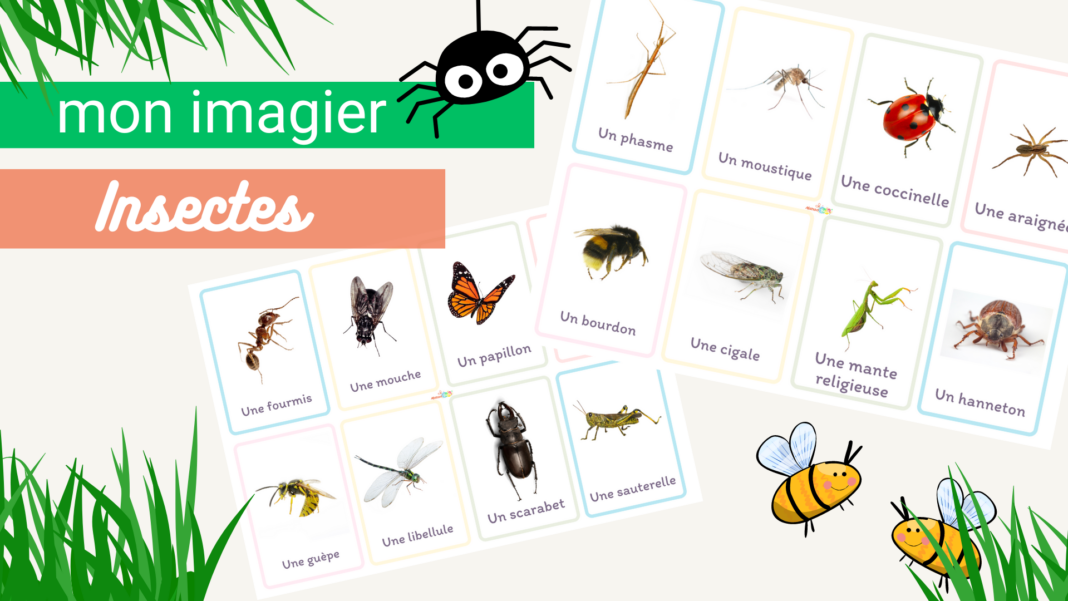 imagier insectes à imprimer